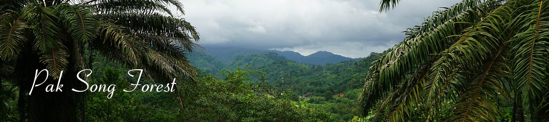 pak-song-forest.jpg